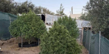 Εξάρθρωση χασισοφυτείας στην Ιεράπετρα – Δύο συλλήψεις