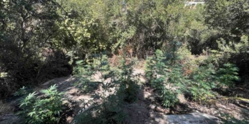 Συνελήφθησαν για καλλιέργεια δενδρυλλίων κάνναβης και κατά περίπτωση παραβάσεις της Νομοθεσίας περί όπλων