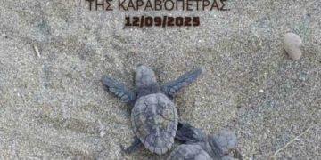 Δράση προστασίας της θαλάσσιας χελώνας Καρέτα-Καρέτα στη Σητεία