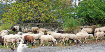 Τι είναι η ευλογιά των αιγοπροβάτων και οι συνέπειες