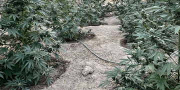 Σε ειδικά διαμορφωμένους χώρους εντοπίστηκαν, εκριζώθηκαν και κατασχέθηκαν 186  δενδρύλλια κάνναβης