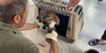Διάσωση γύπα στο Οροπέδιο Λασιθίου