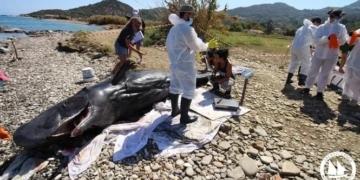 Νεαρός φυσητήρας εκβράστηκε νεκρός στη Σάμο