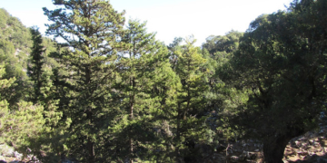 H πεζοπορία της Κυριακής 26 Οκτωβρίου του Ορειβατικού Συλλόγου Αγίου Νικολάου