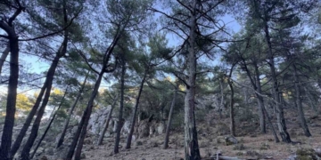 Στο δάσος Κρούστα θα εξορμήσει ο ΕΟΣ Λασιθίου