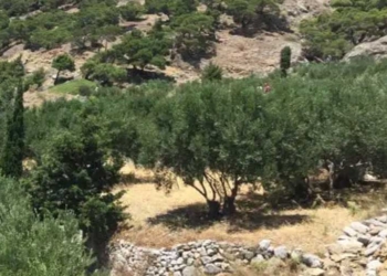 Δασικές ιδιοκτησίες: «Δεν είναι λάθος, είναι δόλος»