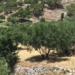 Δασικές ιδιοκτησίες: «Δεν είναι λάθος, είναι δόλος»