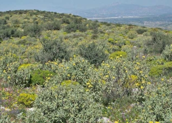 Δασικές ιδιοκτησίες: «Δεν είναι λάθος, είναι δόλος»