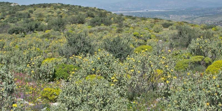 Δασικές ιδιοκτησίες: «Δεν είναι λάθος, είναι δόλος»