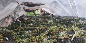 Σε ειδικά διαμορφωμένο χώρο εντοπίστηκαν να καλλιεργούνται δενδρύλλια κάνναβης και αποξηραντήριο κάνναβης