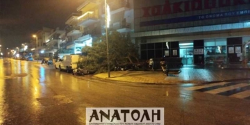 Πτώση δέντρου στην οδό Επιμενίδου τα ξημερώματα