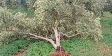 Η ελαιοσυγκομιδή είναι  σε πλήρη εξέλιξη στην Ζάκρο – Ο πρώτος διαγωνισμός, οι ζημιές από τον ανεμοστρόβιλο