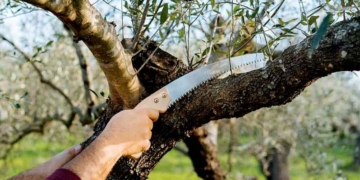 Γιατί είναι μεγάλο λάθος το κλάδεμα- παράλληλα με τη συγκομιδή του ελαιόκαρπου