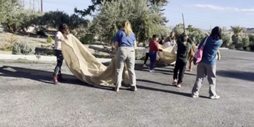 Μια πρωτόγνωρη εμπειρία ελαιοσυλλογής για τους μαθητές των δημοτικών σχολείων Σητείας (video)