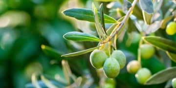 Σύσκεψη στην Περιφέρεια Κρήτης για την αντιμετώπιση των προβλημάτων στην ελαιοκαλλιέργεια και τη διεκδίκηση αποζημιώσεων