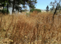 Ανακοίνωση Δήμου Αγίου Νικολάου για καθαρισμό οικοπέδων και λοιπών ακάλυπτων χώρων ενόψει αντιπυρικής περιόδου 2026