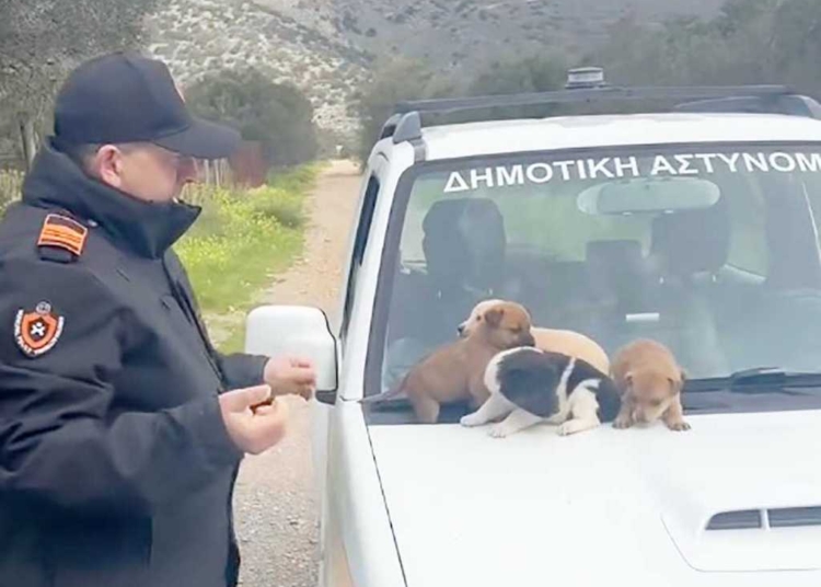 Διάσωση εγκαταλελειμμένων κουταβιών