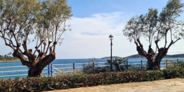 Ξεκίνησε το κλάδεμα των δένδρων και η περιποίηση του πράσινου στον Παραλιακό δρόμο
