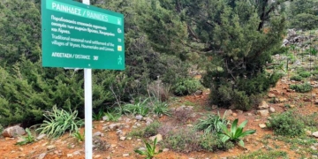 Ραΐνιδες, ένας κρυμμένος θησαυρός