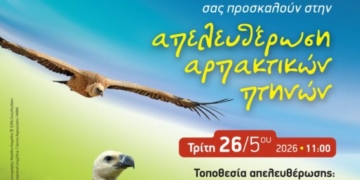 Απελευθέρωση αρπακτικών πουλιών στον υγρότοπο της Ζήρου
