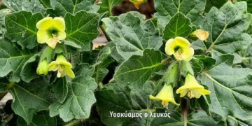 Η χλωρίδα της Λίμνης Αγ. Νικολάου