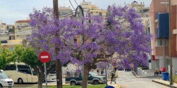 Στολίδι αποτελεί το δέντρο με τα έντονα μοβ άνθη