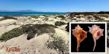 Το μαλλί βαμμένο με πορφύρα άξιζε το βάρος του σε χρυσάφι!