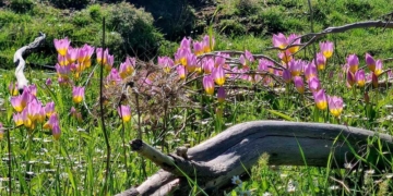 Η τουλίπα Saxatilis, η άγρια ανοιξιάτικη ομορφιά της Κρήτης