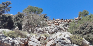 Εξόρμηση του Ορειβατικού Συλλόγου Αγίου Νικολάου σε Τσίβη, Τρουλί και Αβασάρμη