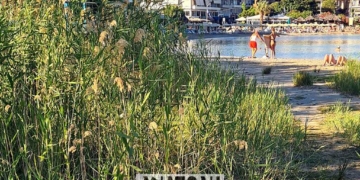 Ένας πολύ όμορφος καλαμιώνας δημιουργήθηκε ξανά στην παραλία Άμμος