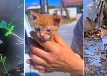 Επιχείρηση διάσωσης γατιού από πηγάδι