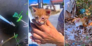 Επιχείρηση διάσωσης γατιού από πηγάδι