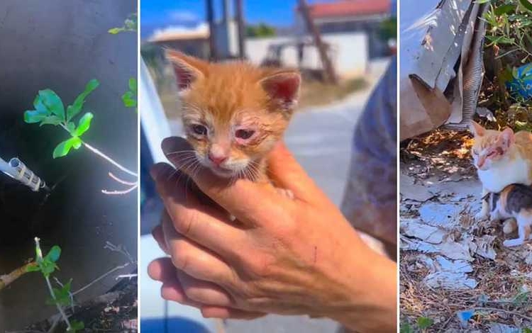 Επιχείρηση διάσωσης γατιού από πηγάδι