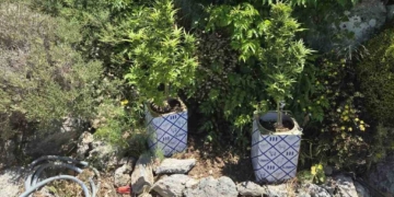 Κρήτη- καλλιεργούσε κάνναβη στο σπίτι του