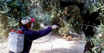 Ξεκινά ο πρώτος δολωματικός ψεκασμός δακοκτονίας Δήμου Σητείας