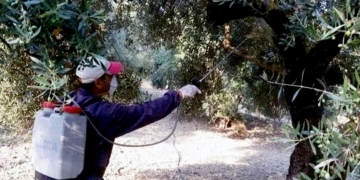 Ξεκινά ο πρώτος δολωματικός ψεκασμός δακοκτονίας Δήμου Σητείας