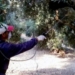 Ξεκινά ο πρώτος δολωματικός ψεκασμός δακοκτονίας Δήμου Σητείας