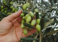 Σχέδιο διάσωσης της κρητικής ελαιοκομίας