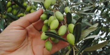 Σχέδιο διάσωσης της κρητικής ελαιοκομίας