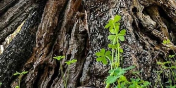 Η «φούσκα της γης» και η σοφία της φύσης στους βιολογικούς ελαιώνες
