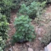 Συνελήφθη για καλλιέργεια δενδρυλλίων κάνναβης και παραβάσεις νομοθεσίας περί όπλων