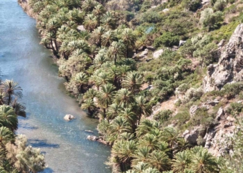 Περιορισμένες οι ζημιές στο Φοινικόδασος του Πρέβελη, σύμφωνα με την Περιφερειακή Ενότητα