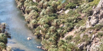 Περιορισμένες οι ζημιές στο Φοινικόδασος του Πρέβελη, σύμφωνα με την Περιφερειακή Ενότητα