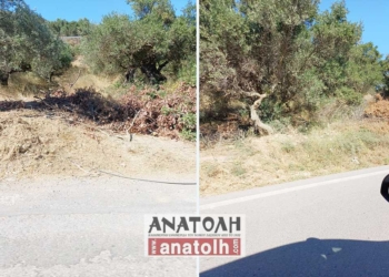 Έκοψαν τις ελιές… και άφησαν πίσω τους έναν περιττό κίνδυνο