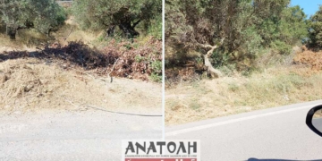 Έκοψαν τις ελιές… και άφησαν πίσω τους έναν περιττό κίνδυνο