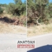 Έκοψαν τις ελιές… και άφησαν πίσω τους έναν περιττό κίνδυνο