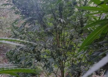 Φυτεία με 45 δενδρύλλια κάνναβης – Στα χέρια της ΕΛ.ΑΣ. 62χρονος