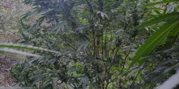 Φυτεία με 45 δενδρύλλια κάνναβης – Στα χέρια της ΕΛ.ΑΣ. 62χρονος