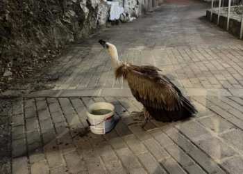 Αφυδατωμένος γύπας εντοπίστηκε στο Χουμεριάκο