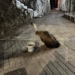 Αφυδατωμένος γύπας εντοπίστηκε στο Χουμεριακό